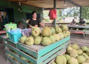 Manfaat dan Popularitas Air Kelapa Muda di Kota Ketapang