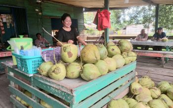 Manfaat dan Popularitas Air Kelapa Muda di Kota Ketapang