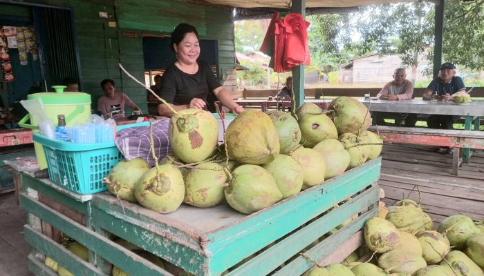 Manfaat dan Popularitas Air Kelapa Muda di Kota Ketapang