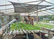 Babinsa Koramil MHS Apresiasi Usaha Hidroponik Warga di Ketapang